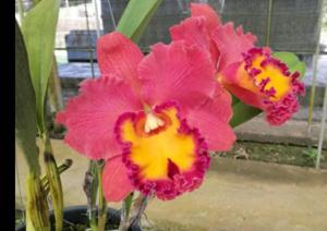 Rhyncholaeliocattleya Phet Korat