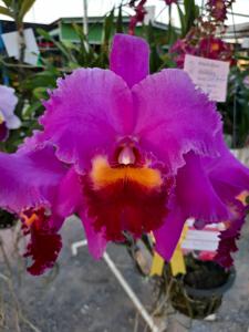 Rhyncholaeliocattleya Wangnamkeaw Pink