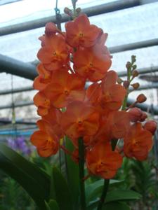 Vanda Wasana Delight