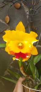 Rhyncholaeliocattleya Chomthong Delight