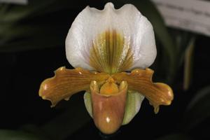 Paphiopedilum Barb Hella