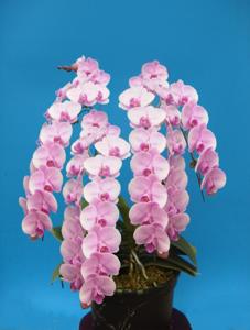 Phalaenopsis Chainport Cupid