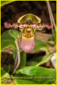 Paphiopedilum Cloud's Prime Crystal