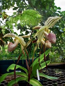 Paphiopedilum Duke of Marlborough