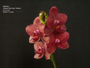 Phalaenopsis Canyon Red Deer