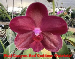 Phalaenopsis Canyon Red Goddess