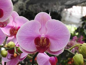 Phalaenopsis OX Honey