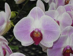 Phalaenopsis OX Honey