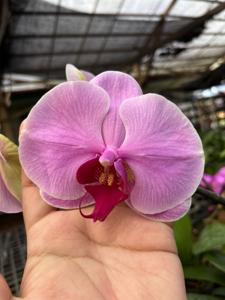 Phalaenopsis OX Honey