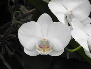 Phalaenopsis King Car Fancy Yellow