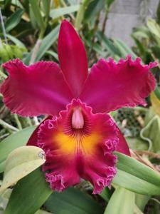 Rhyncholaeliocattleya Marie Rouge