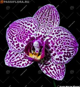 Phalaenopsis Lioulin Wild Cat