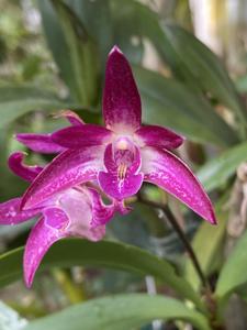 Dendrobium Brimbank You Beauty