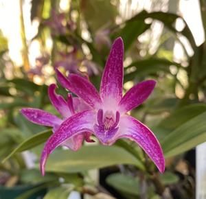 Dendrobium Brimbank You Beauty