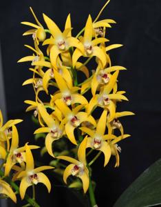 Dendrobium Midas Touch