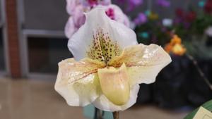 Paphiopedilum Russ Palmer