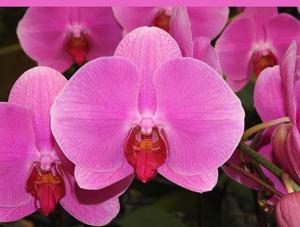 Phalaenopsis OX King