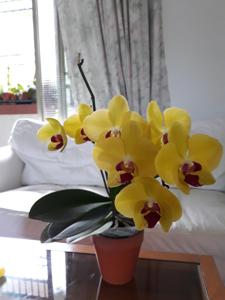 Phalaenopsis OX Golden Star