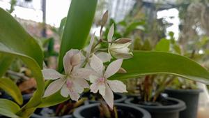 Epiarthron Kevin Mark Ragbir