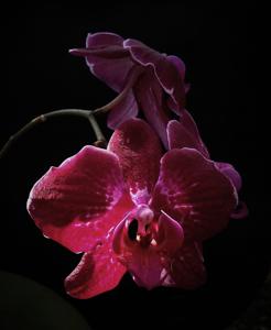 Phalaenopsis OX Black Jack