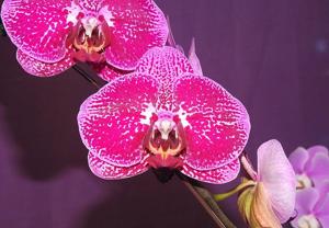 Phalaenopsis OX Prince