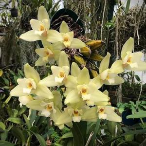 Lycaste Brad Virgin