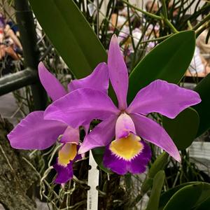 Cattleya Randiana