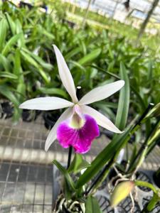 Brassocattleya Yuan Nan Star War