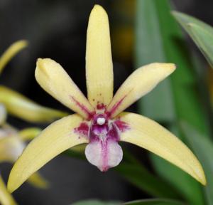 Dendrobium Orbach