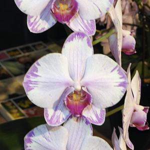 Phalaenopsis Fong Tien's Amapearl