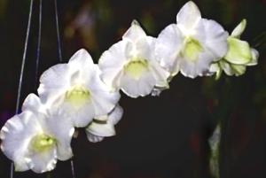 Dendrobium Charmaine Mallett