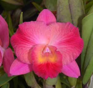 Cattleya Circle of Dreams