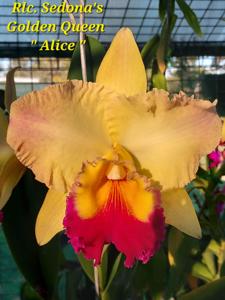 Rhyncholaeliocattleya Sedona's Golden Queen