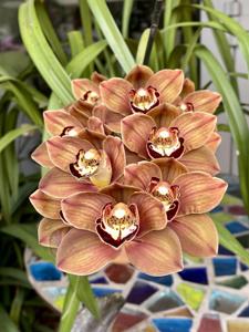 Cymbidium Harriet Ishitani