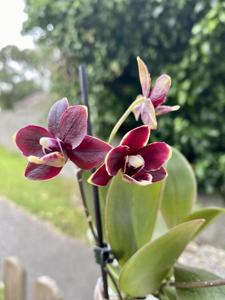 Phalaenopsis Taisuco Kobold