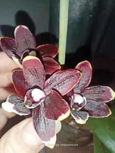 Phalaenopsis Taisuco Kobold