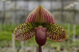 Paphiopedilum Wood Wonder