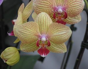 Phalaenopsis Reyoung Golden Stripes