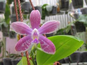 Phalaenopsis Sapphire's Tetramartin