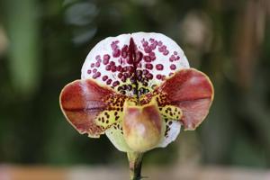 Paphiopedilum Millennium