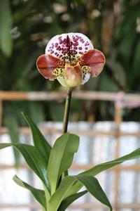Paphiopedilum Millennium