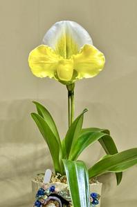 Paphiopedilum Tsukuba Sweet