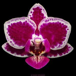 Phalaenopsis Chia E Yenlin