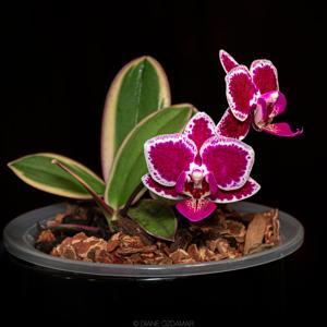 Phalaenopsis Chia E Yenlin