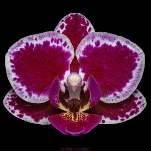 Phalaenopsis Chia E Yenlin