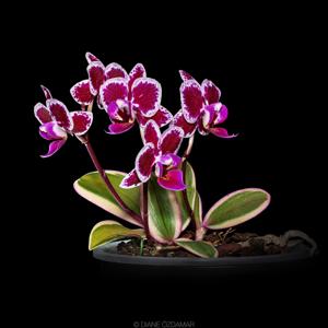 Phalaenopsis Chia E Yenlin