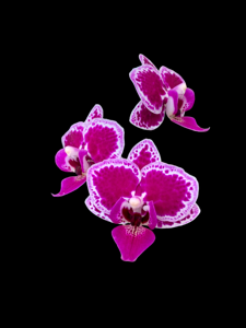 Phalaenopsis Chia E Yenlin