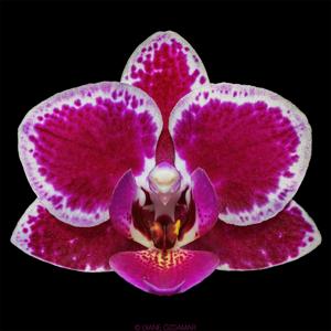 Phalaenopsis Chia E Yenlin