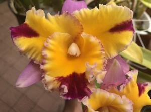 Rhyncholaeliocattleya Seto Rainbow