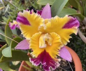 Rhyncholaeliocattleya Seto Rainbow